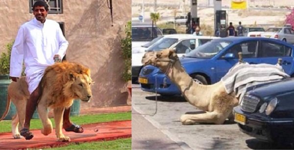 25 Pictures That Prove Dubai Is The 'Craziest' City In The World – Guys Spend Money Like It’s Water