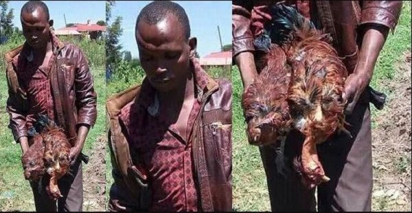 Man Rapes Two Of His Neighbor’s Hens To Death