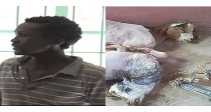 Man rapes two goats to death in Kenya