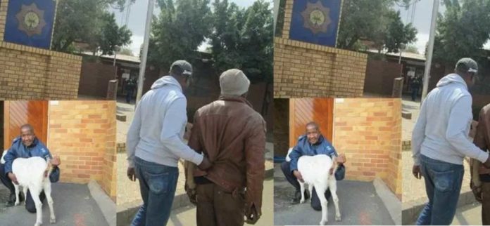 Man found guilty of raping a pregnant goat
