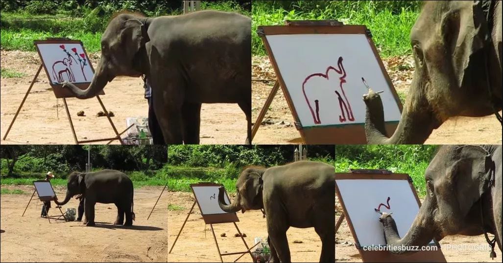 Suda: Meet the elephant that paints pictures using its trunk
