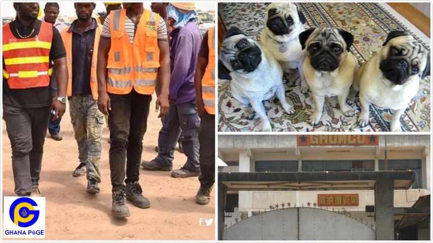 Ghanaian workers forced to apologise to dogs in writing by Chinese bosses