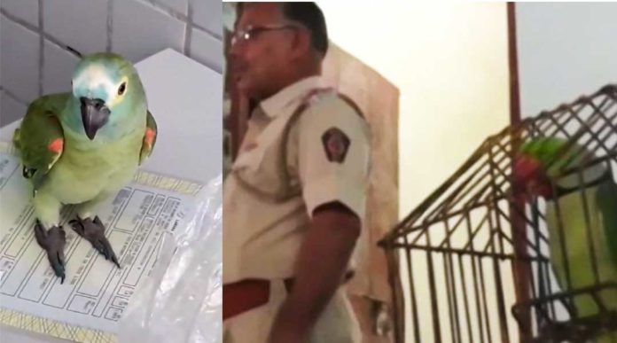 Parrot arrested by police for tipping off drug dealers