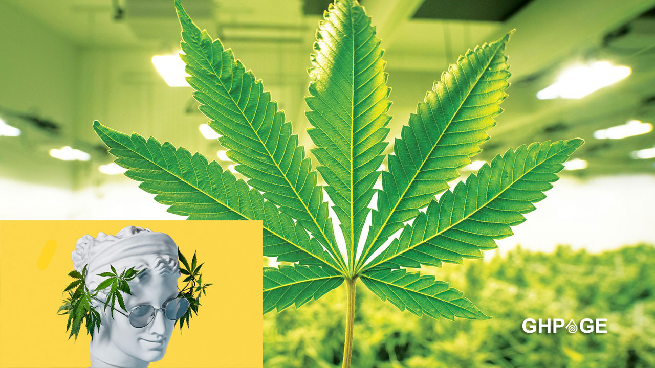 Ghana legalizes the use of 'weed' GhPage