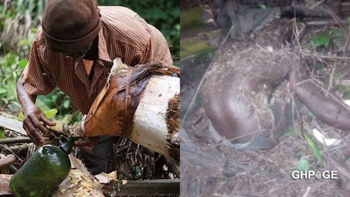 Palm-wine-tapper-dead Palm wine tapper dead