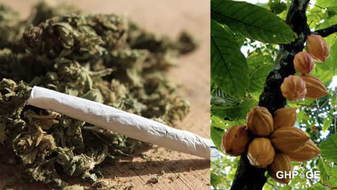 Weed is important than Cocoa - Rastafarian