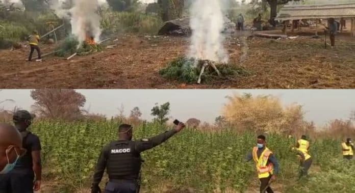 Volta Region: 80 acres of cannabis farm burnt down; pregnant woman, others arrested 
