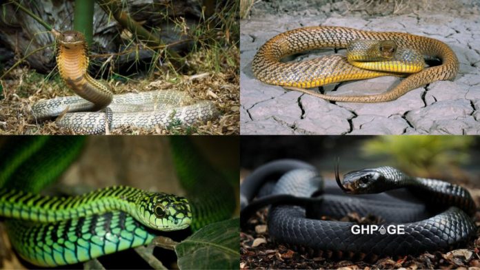 5 deadliest snakes in the world