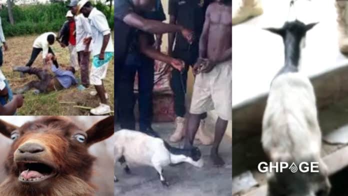 man captured having sex with a goat