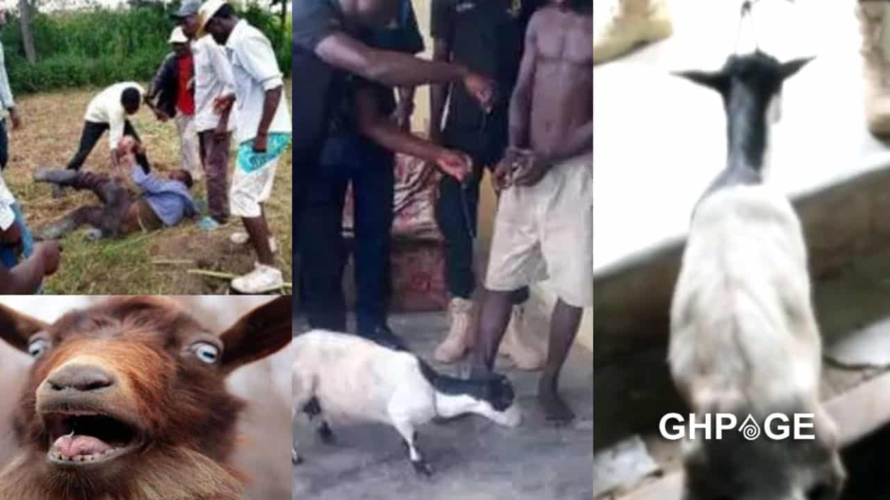 Goat And Girl Xxx - Koforidua: 22-year-old man captured on CCTV having sex with a goat [Video]  - GhPage