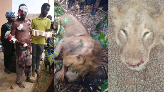 Ugandan man sustains wounds after wrestling and killing lion