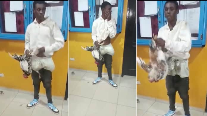 Clever thief reveals how he steals and hides fowl in his pants after being caught