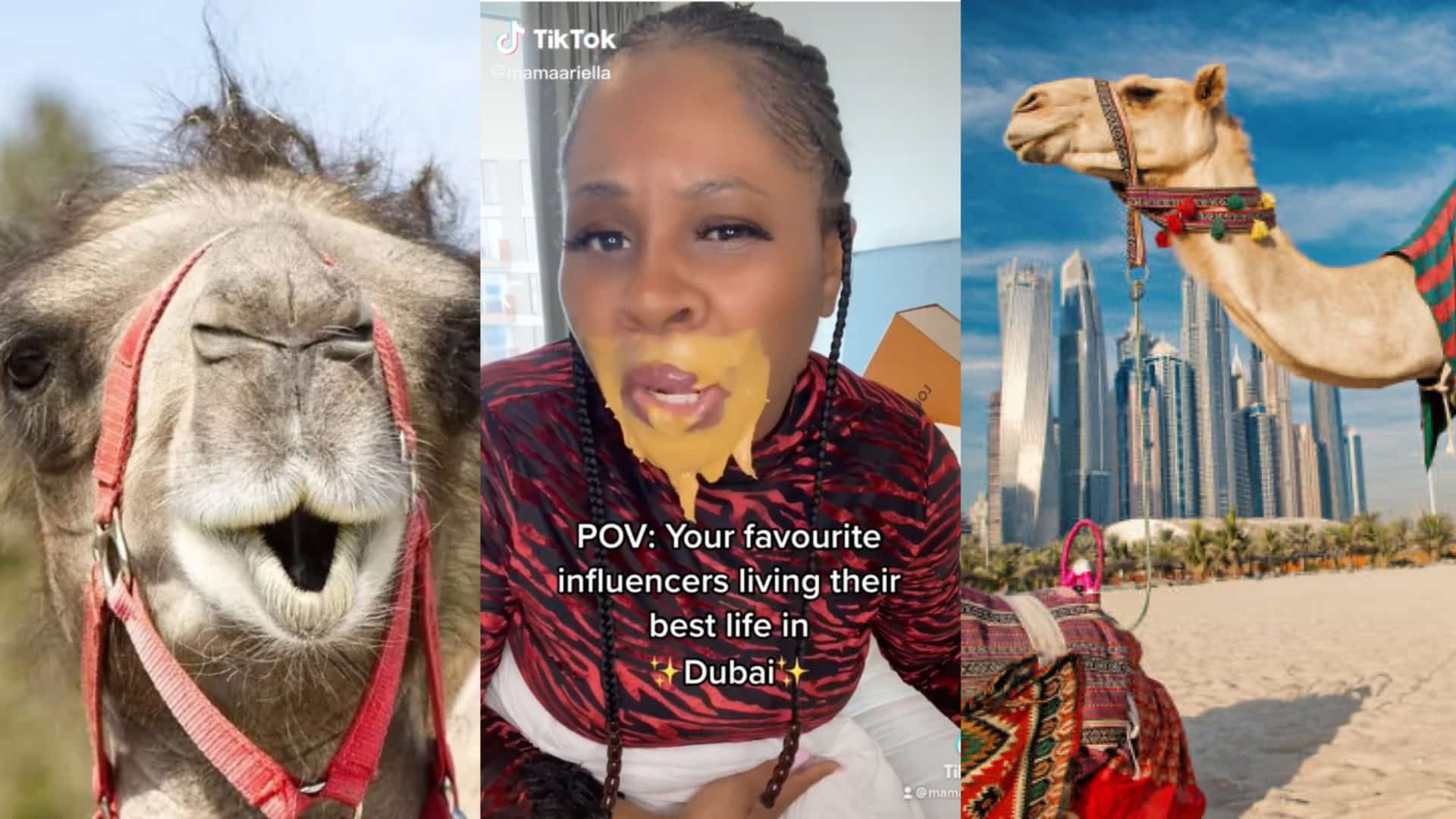 Dubai Porta Potty Celebs, influencers paid for camels to poop on [Details]