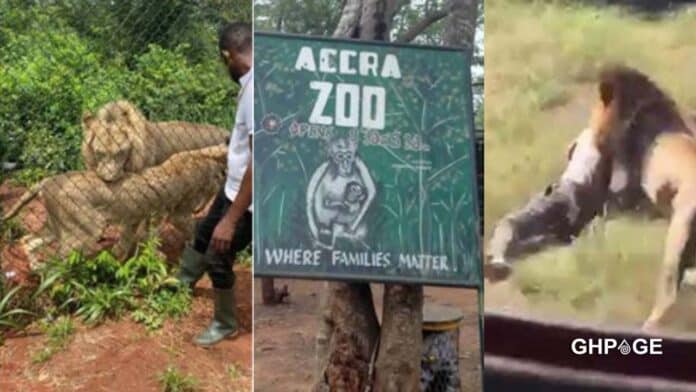 Accra Zoo lion attack on sunday
