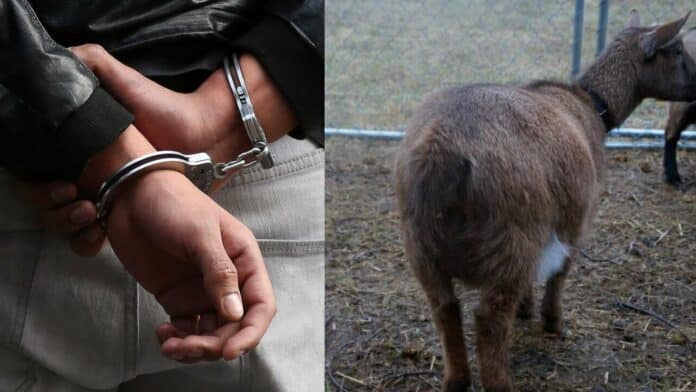 41-year-old GH man arrested for having intercourse with a pregnant goat