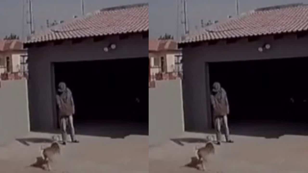 Watch as dogs maul thief to death; Chew his koti and bortos basabasa (Video)