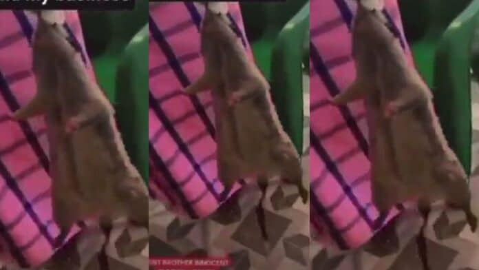 Watch as pastor brings out a dead rat from a woman's V during deliverance
