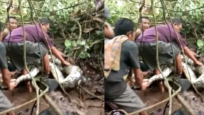 Shocking! Missing woman found dead inside a python