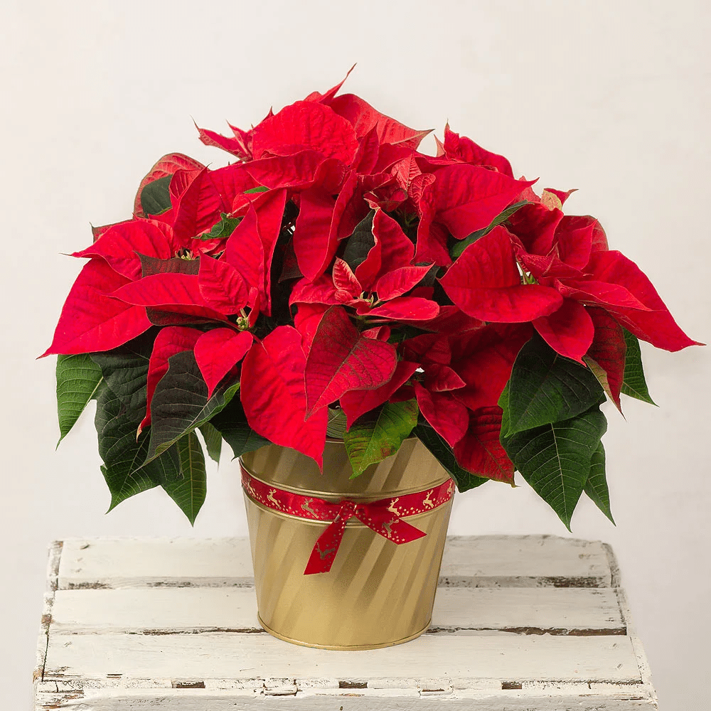 10 symbols of Christmas and their meanings - GhPage