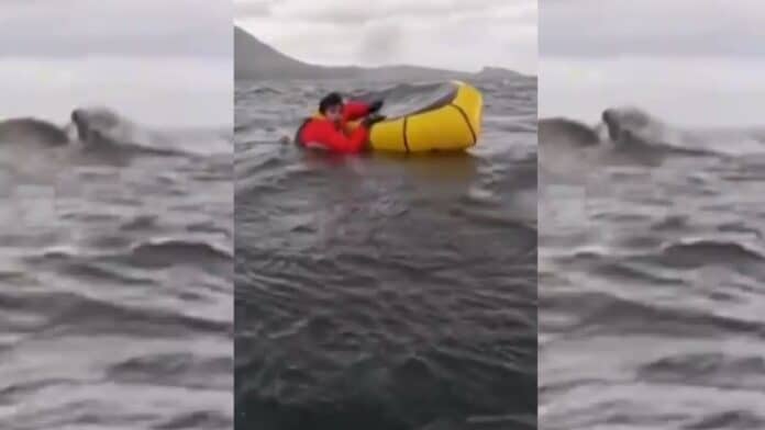 VIDEO Man gets swalloed by a humpback whale and gets spitten back