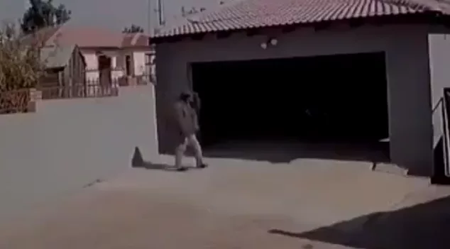 Moment guard dogs maul thief to death