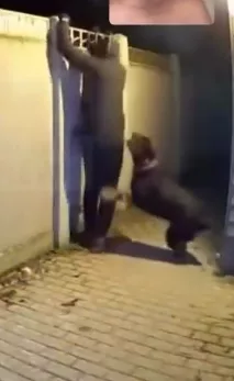 Guard dog mauls thief alive